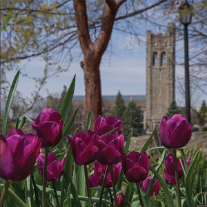 UC Tower and Tulips