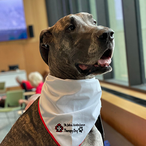 St. John Ambulance therapy dog on campus