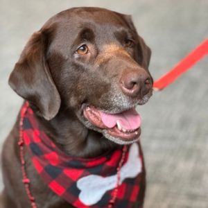 St John Ambulance Therapy Dog