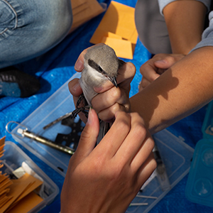 image credit: Richard Ibghy & Marilou Lemmens, Banding Young Eastern Loggerhead Shrikes in the Carden Alvar, from the series The Violence of Care, 2019, HD Video. Production Still.
 