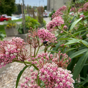 bumble bee on swamp milkweed plant