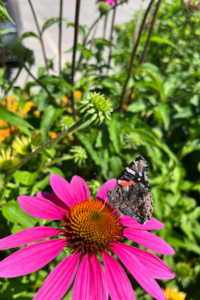 Pink cone flower with brown butterfly